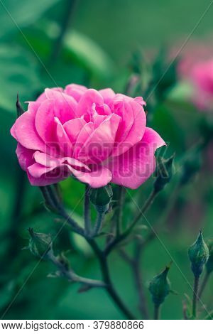 Single Pink Rose In The Garden. Pink Flower, Nature Background. Bright Floral Wallpaper. Selective F