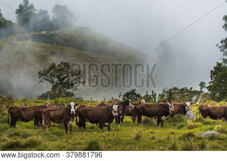 Cattle Breed Hereford And Ostensible Breeding For Milk Production And Beef