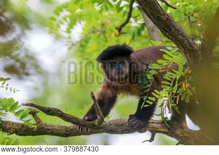 Tufted Capuchin On Tree (cebus Apella) Wildlife