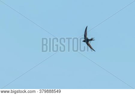Common Swift (apus Apus) In Flight Blue Sky