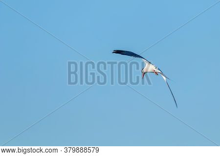 Whiskered Tern In Flight (chlidonias Hybridus) 