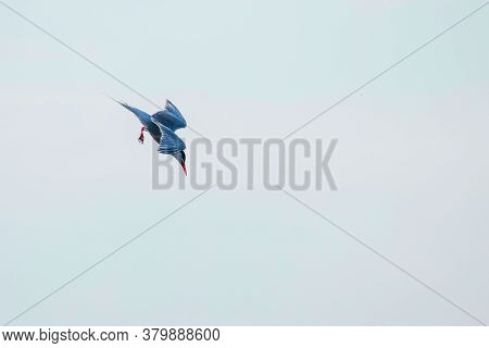 Whiskered Tern In Flight (chlidonias Hybridus) 