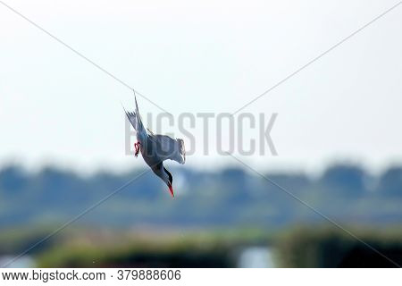 Whiskered Tern In Flight (chlidonias Hybridus) 