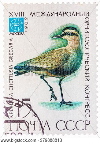 Ussr - Circa 1982: A Stamp Printed In Ussr Russia Shows A Bird Chettusia Gregaria With The Inscripti