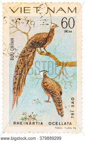 Vietnam - Circa 1978: A Stamp Printed In Vietnam Shows Rheinartia Ocellata Or Crested Argus, Series 