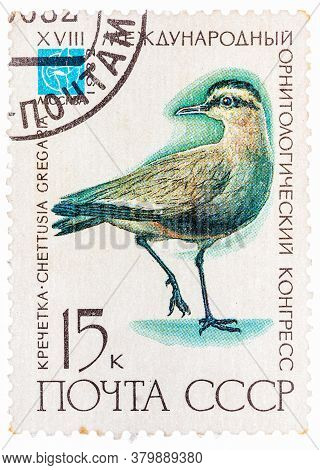 Ussr - Circa 1982: A Stamp Printed In Ussr Russia Shows A Bird Chettusia Gregaria With The Inscripti