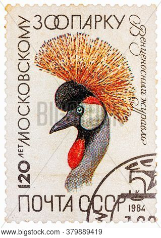Ussr - Circa 1984: The Postal Stamp Printed In Ussr Shows Balearica Pavonina, Crane, Shadoof, Series