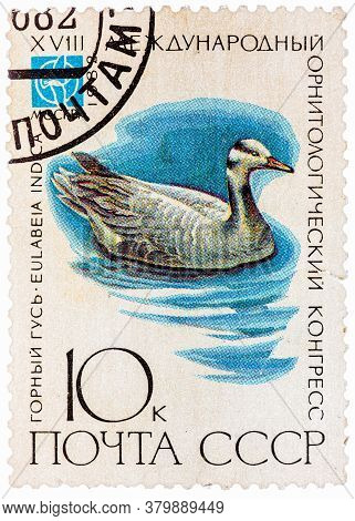 Ussr - Circa 1982: A Stamp Printed In Ussr Russia Shows A Bird Eulabeia Indica With The Inscription 
