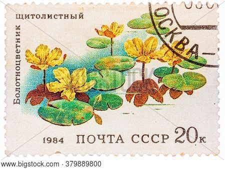 Ussr - Circa 1984: Stamp From The Ussr Shows Image Of Belotsvetnik Schitolistny, Circa 1984