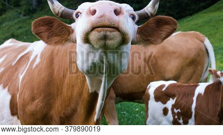 Cattle In A Alpine Mountain Pasture. Grass Fed Cows Are Rich In Omega-3 Fatty Acids.