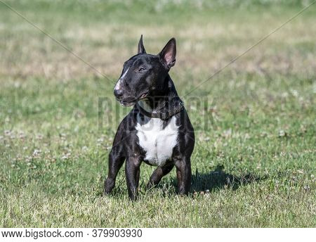 Mini Bull Terrier Posing On The Lawn For A Natural Lighting Portrait