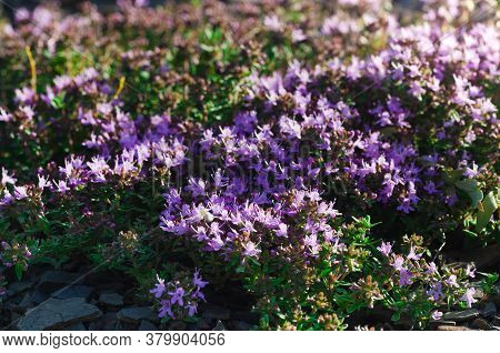 Close-up Of Wild Thymus Serpyllum Known As Breckland Thyme, Wild Thyme, Creeping Thyme. Medicinal He