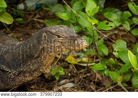 A Large Monitor Lizard In The Urban Vegetation With Plastic Waste In The Background, Tiomen Island, 