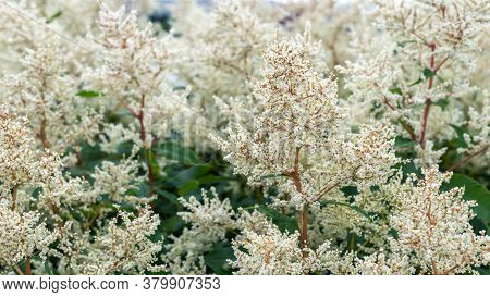 White Astilba Flowers In The Garden, Background.