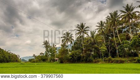 Palm Trees And A Lush Green Rice Paddy On Samosir Island, Lake Toba, Sumatra, Indonesia
