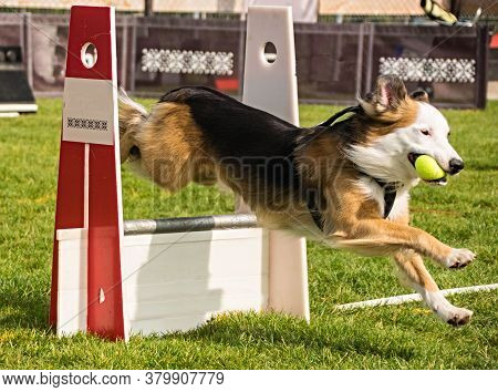 Photo From Flyball Schampionship In Pesopark In Prague. It Was Amazing Experience. They Was Really G