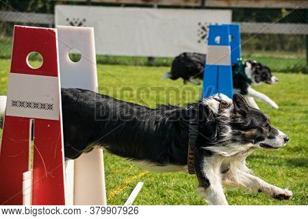 Border Collie On Flyball Championship Prague. Border Collie On Flyball Czech Championship In Prague
