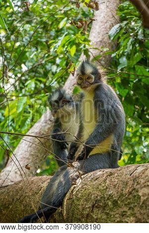 A Thomas Langur, Leaf Monkey, Siting In A Tree In Gunung Leuser, Bukit Lawang National Park, Sumatra