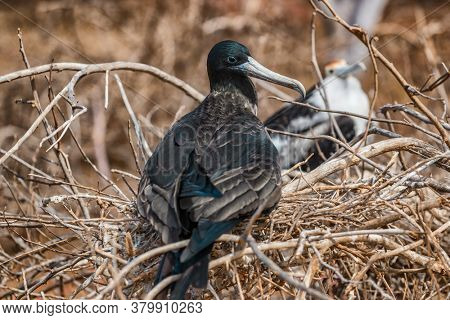 Frigatebird on Galapagos islands. Juvenile Magnificent Frigate-bird chick in birds nest, North Seymour Island, Galapagos Islands.