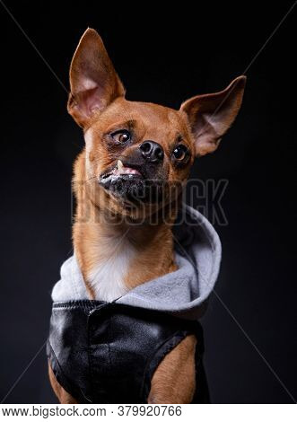 studio shot of a dog on an isolated background