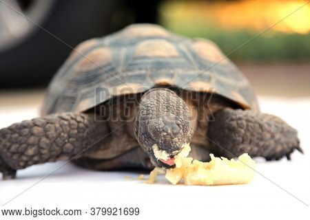 Tortoise.  A pet Land Turtle enjoys a Banana for dinner. Turtles and Tortoises are gentle animals. 