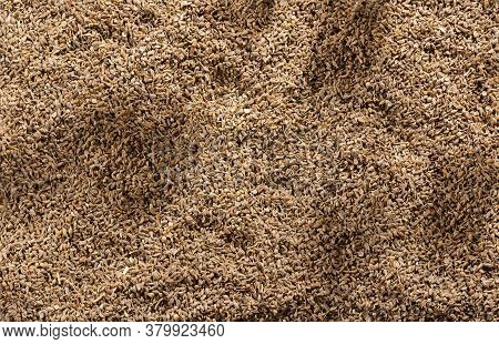 Pimpinella Anisum - Dried Anise Seeds. Top View
