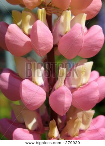 Closeup นำดอกไม้