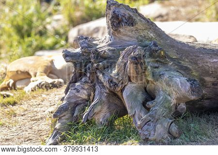 The Root System Of A Large Tree That Has Fallen Over