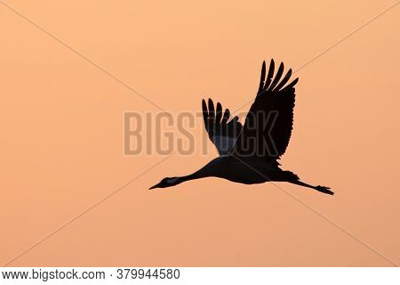 The Common Crane (grus Grus), Also Known As The Eurasian Crane Flying Early In The Morning On The Or