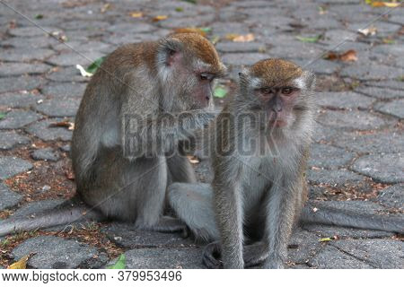 Monkey In The Protected Forest In The Middle Of The City