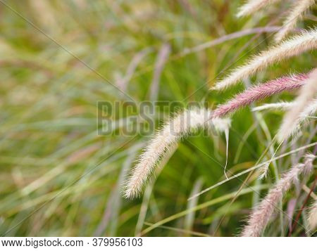 Gramineae, Setaria Verticillate, Panicum Verticillatum, Flower, Booming, Nature, Background, Meadow,