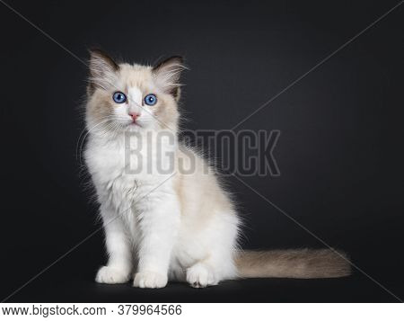 Impressive Seal Bicolor Ragdoll Cat Kitten, Sitting Side Ways. Looking At Camera With Mesmerising Bl