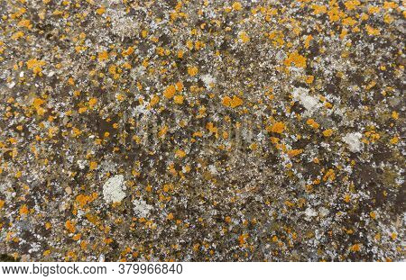 Colorful Lichen Covering On Surface Of Granite Stone