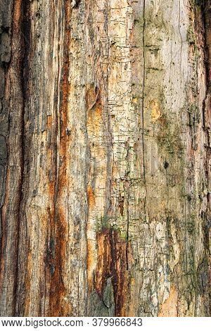 Tree Trunk Without Bark With Traces Of Wood Beetles. Natural Old Wooden Texture With Traces Of Pests