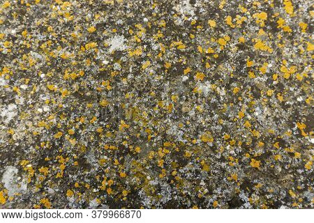 Colorful Lichen Covering On Surface Of Granite Stone