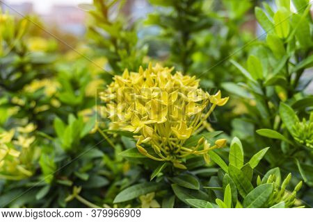 Bunches Beautiful Yellow Petite Petals Ixora Hybrid Know As West Indian Jasmine Or Jungle Flame, Blo
