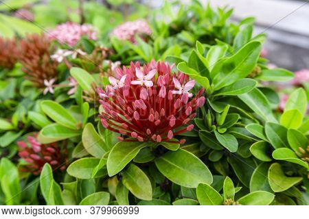 Bunches Of Petite Pink Petals Ixora Hybrid Blossom On Green Leaf, Know As West Indian Jasmine Or Jun
