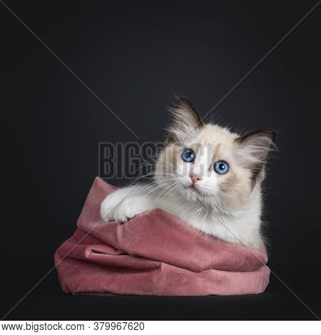 Impressive Seal Bicolor Ragdoll Cat Kitten, Laying In Pink Velvet Bag. Looking At Camera With Mesmer