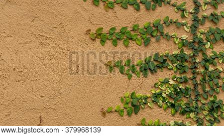 Fresh Young Green Creeper Or Creeping Fig Houseplants Known As Ficus Pumila L. Climbing Up On Brown 