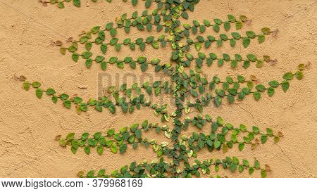 Fresh Young Green Creeper Or Creeping Fig Houseplants Known As Ficus Pumila L. Climbing Up On Brown 