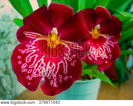 Red Orchid Cambria In A Pot. Flowers Close-up, Blurred Background. Cambria Is A Genus Of Orchids Wit