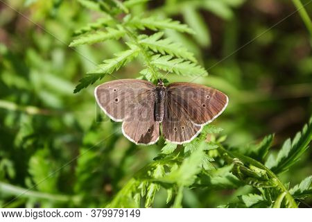 Aphantopus Hyperantus Beautiful Butterfly On Plant Branches