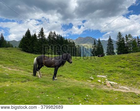 The Horse On The Pasture, Duisitzkarsee Lake, Austria.the Duisitzkarsee Is Probably One Of The Most 