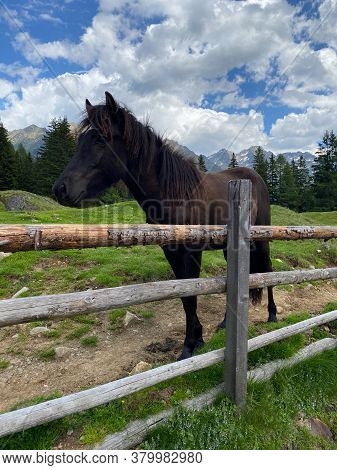 The Horse On The Pasture, Duisitzkarsee Lake, Austria.the Duisitzkarsee Is Probably One Of The Most 