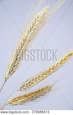 Yellow Ears Of Rye On A White Background. Ripening Prickly Ears Of Rye.