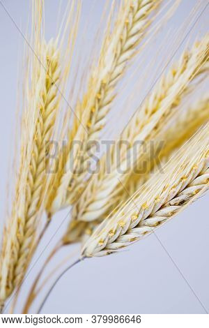 Yellow Ears Of Rye On A White Background. Ripening Prickly Ears Of Rye.