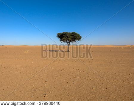 A Lone Acacia Tree In The Sahara