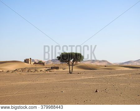 Lone Acacie Tree With Structure In The Background