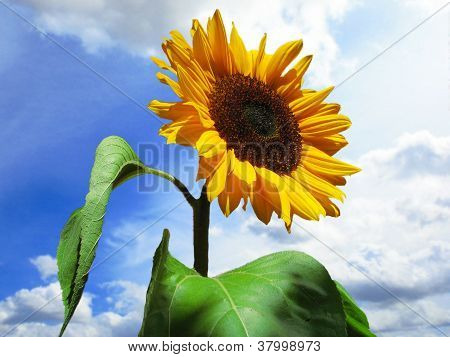 sun flower