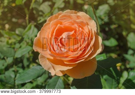 Orange Beautiful Blooming English Rose Lady Of Shalott